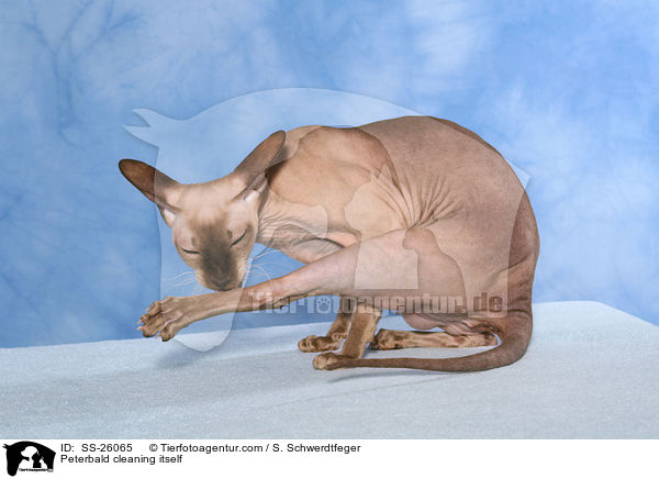 Peterbald putzt sich / Peterbald cleaning itself / SS-26065