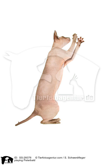 spielende Peterbald / playing Peterbald / SS-26076