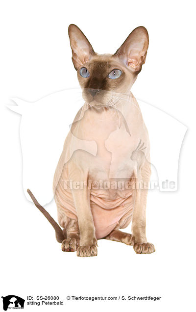 sitzende Peterbald / sitting Peterbald / SS-26080