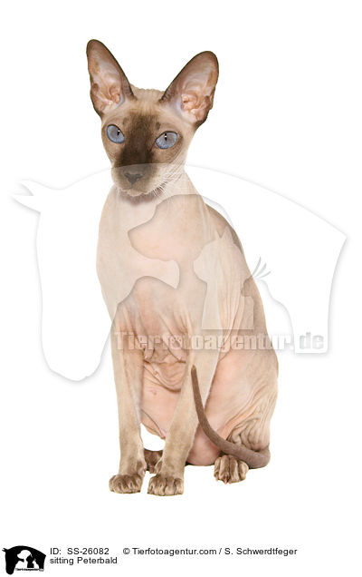 sitting Peterbald / SS-26082