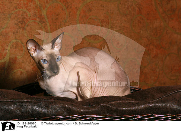 liegende Peterbald / lying Peterbald / SS-26095