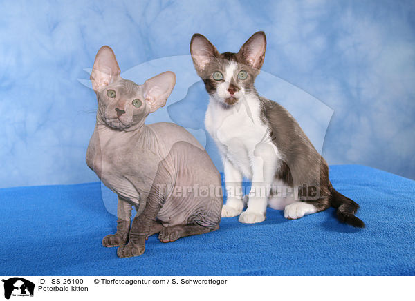 Peterbald Ktzchen / Peterbald kitten / SS-26100