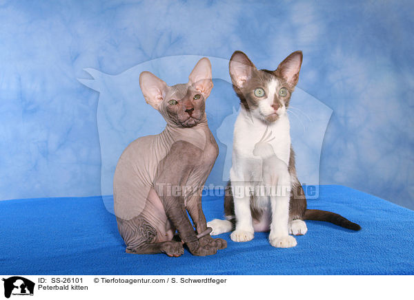 Peterbald Ktzchen / Peterbald kitten / SS-26101