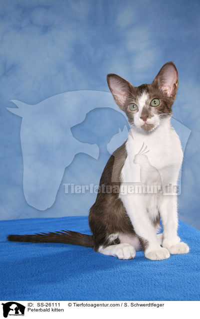 Peterbald Ktzchen / Peterbald kitten / SS-26111