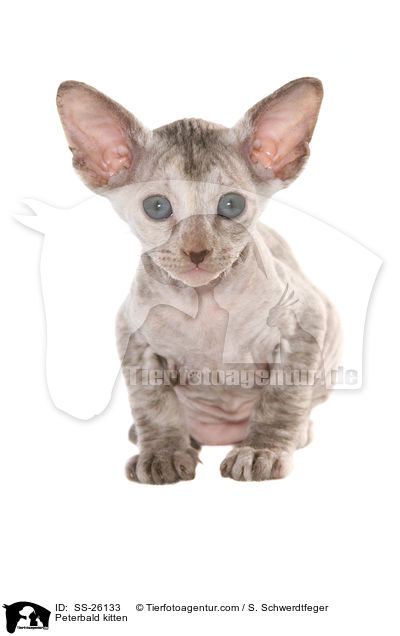 Peterbald Ktzchen / Peterbald kitten / SS-26133