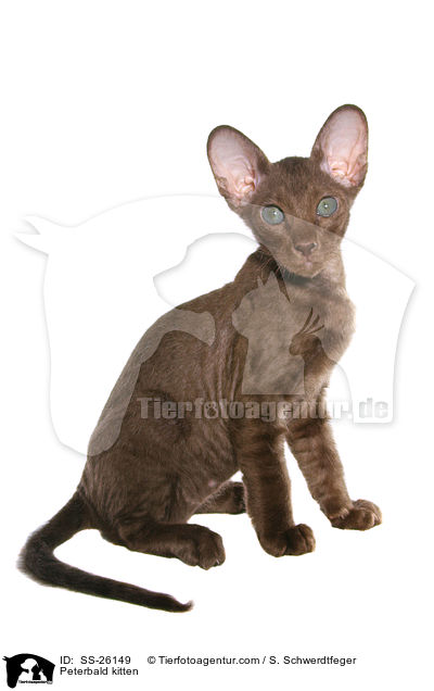 Peterbald Ktzchen / Peterbald kitten / SS-26149