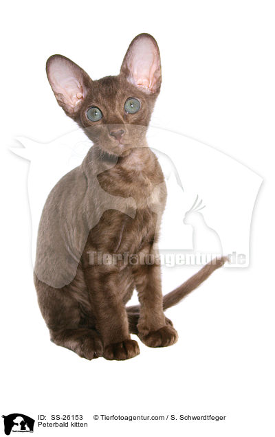 Peterbald Ktzchen / Peterbald kitten / SS-26153