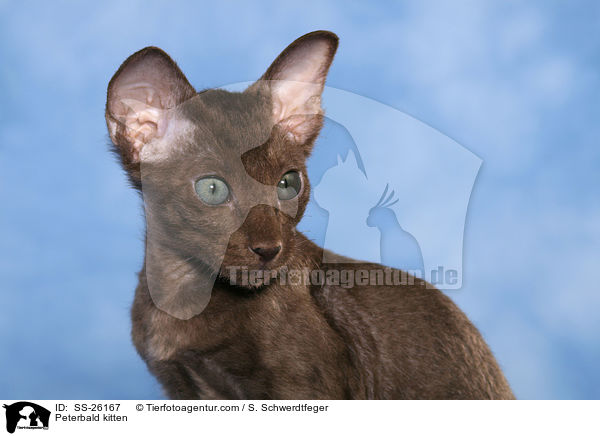 Peterbald Ktzchen / Peterbald kitten / SS-26167