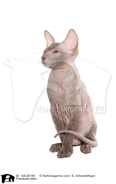 Peterbald Ktzchen / Peterbald kitten / SS-26185