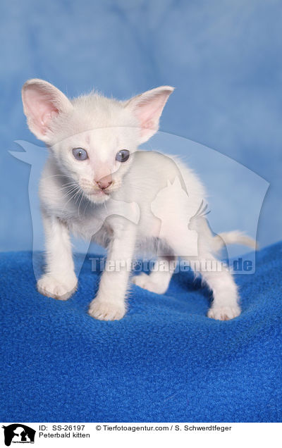 Peterbald Ktzchen / Peterbald kitten / SS-26197