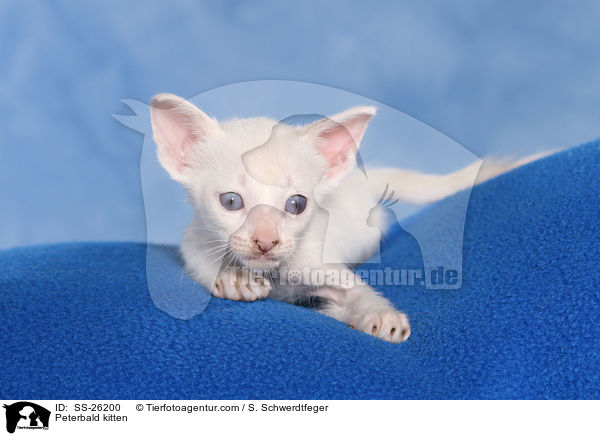 Peterbald Ktzchen / Peterbald kitten / SS-26200