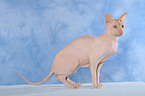 standing Peterbald