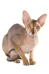 lying Peterbald