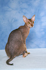 sitting Peterbald