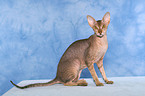 sitting Peterbald