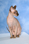 sitting Peterbald