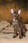 Peterbald kitten