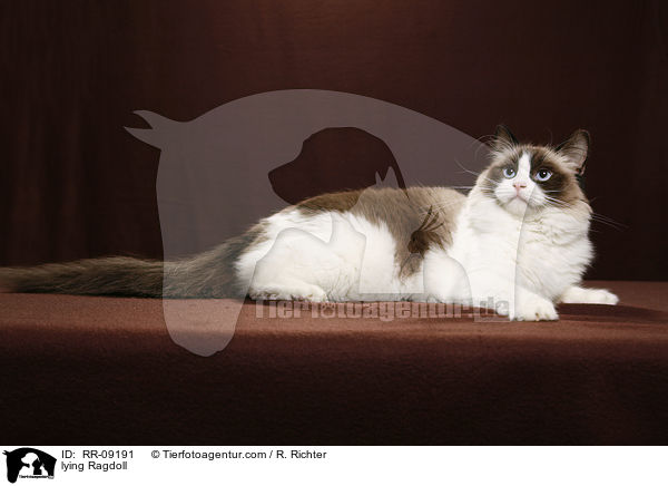 liegende Ragdoll / lying Ragdoll / RR-09191