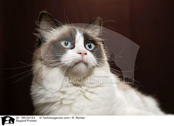 Ragdoll Portrait / Ragdoll Portrait / RR-09193