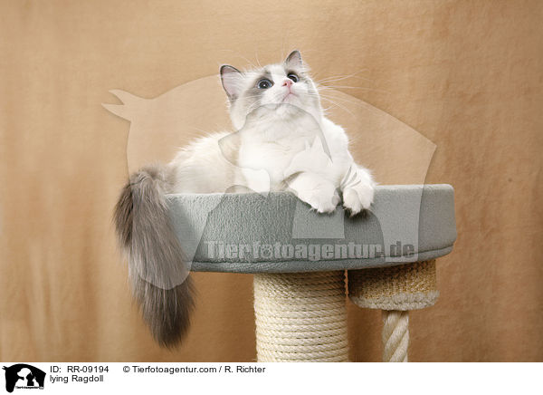 liegende Ragdoll / lying Ragdoll / RR-09194