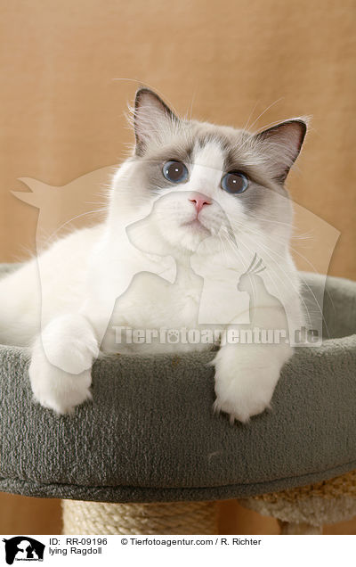 liegende Ragdoll / lying Ragdoll / RR-09196