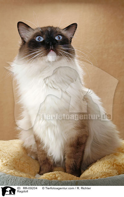 Ragdoll / Ragdoll / RR-09204