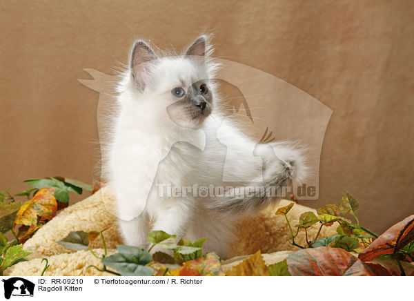 Ragdoll Ktzchen / Ragdoll Kitten / RR-09210