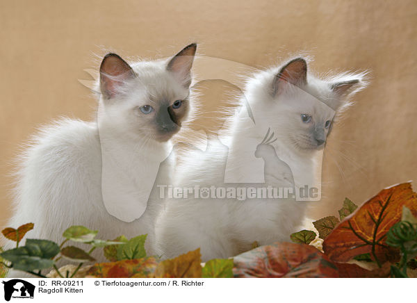 Ragdoll Ktzchen / Ragdoll Kitten / RR-09211