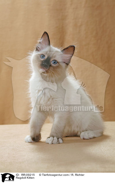 Ragdoll Ktzchen / Ragdoll Kitten / RR-09215