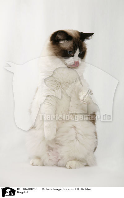 Ragdoll / Ragdoll / RR-09258