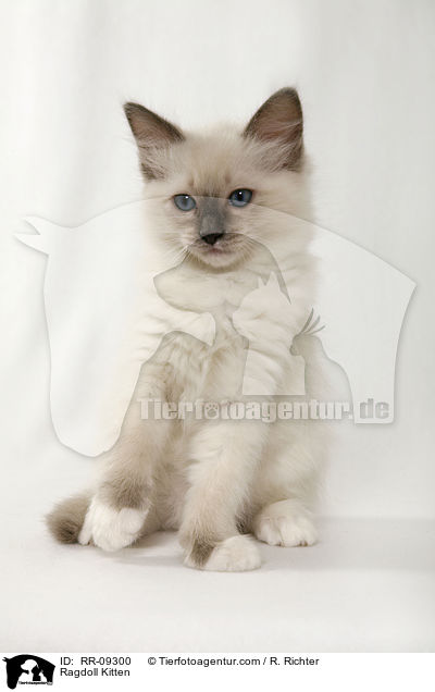 Ragdoll Ktzchen / Ragdoll Kitten / RR-09300