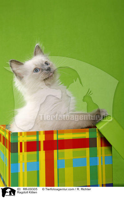 Ragdoll Ktzchen / Ragdoll Kitten / RR-09305