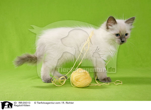 Ragdoll Ktzchen / Ragdoll Kitten / RR-09313