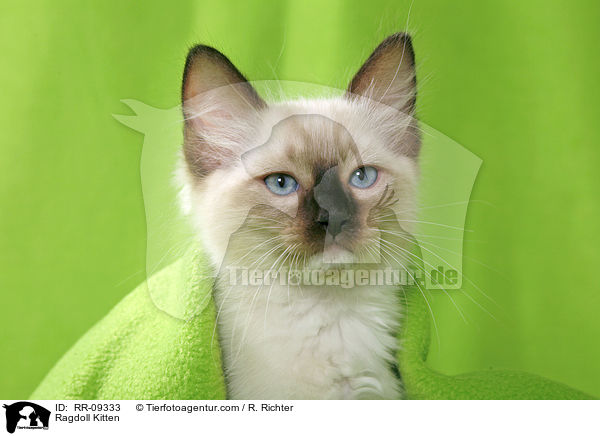 Ragdoll Ktzchen / Ragdoll Kitten / RR-09333