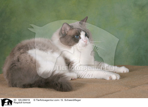 Ragdoll Kater / Ragdoll tomcat / SS-06819