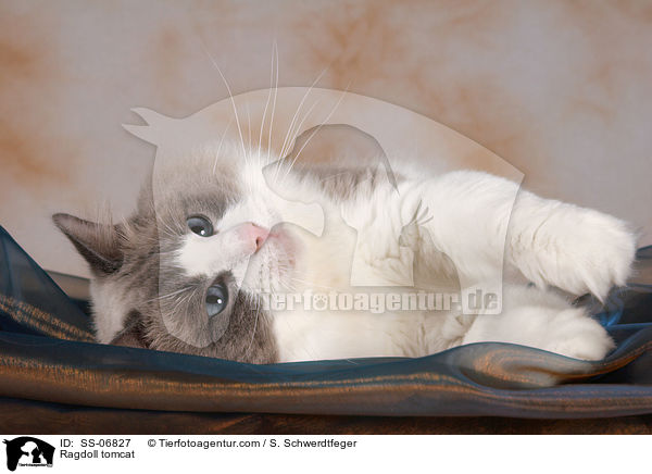 Ragdoll Kater / Ragdoll tomcat / SS-06827