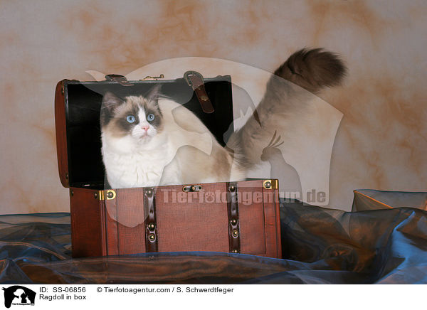 Ragdoll in Kiste / Ragdoll in box / SS-06856