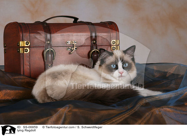 liegende Ragdoll / lying Ragdoll / SS-06859