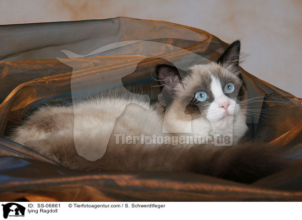 liegende Ragdoll / lying Ragdoll / SS-06861