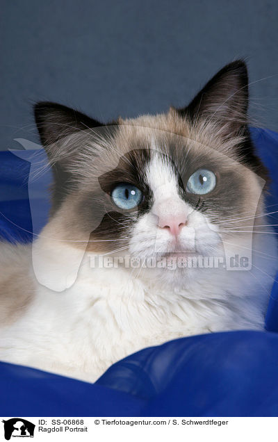 Ragdoll Portrait / Ragdoll Portrait / SS-06868