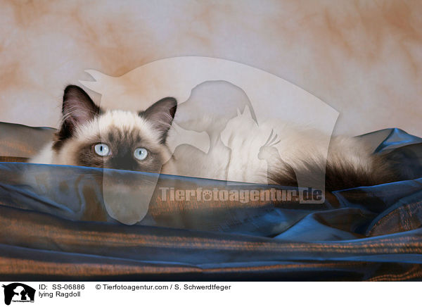 liegende Ragdoll / lying Ragdoll / SS-06886