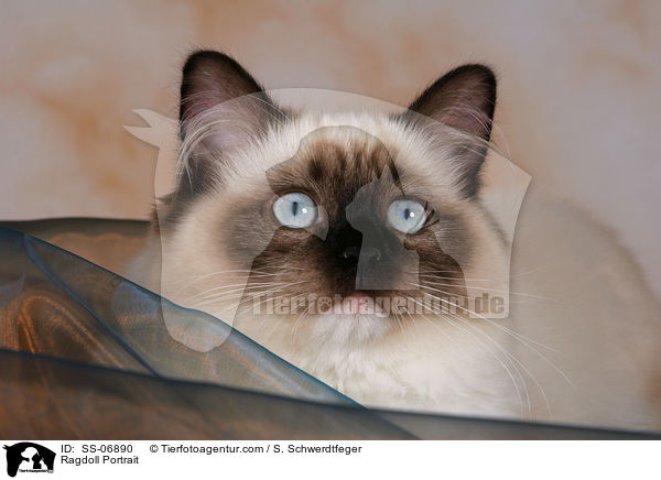 Ragdoll Portrait / Ragdoll Portrait / SS-06890