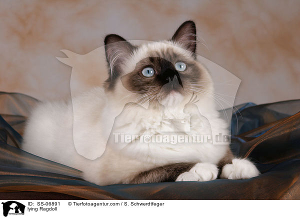 liegende Ragdoll / lying Ragdoll / SS-06891