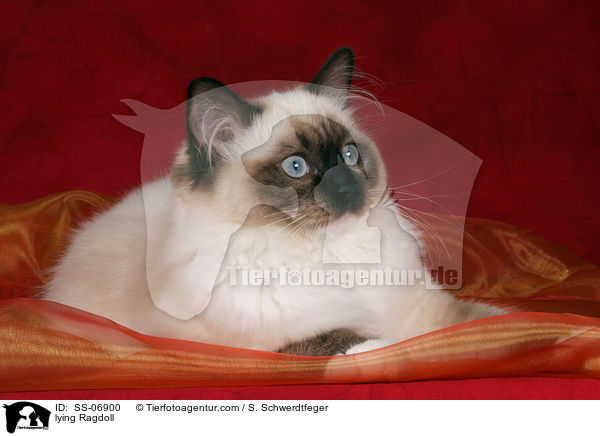 liegende Ragdoll / lying Ragdoll / SS-06900