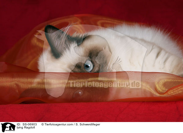 liegende Ragdoll / lying Ragdoll / SS-06903