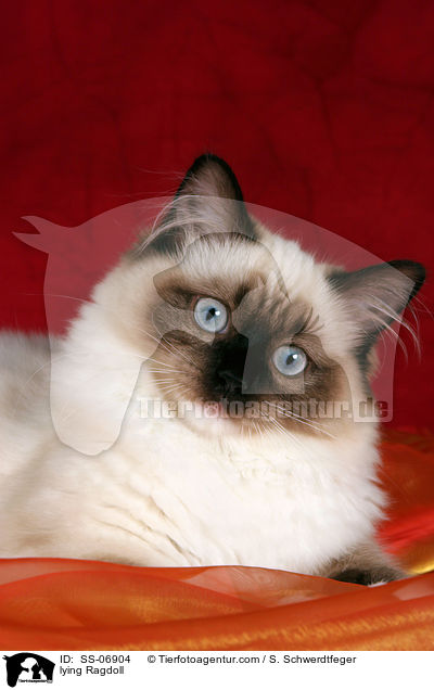 liegende Ragdoll / lying Ragdoll / SS-06904