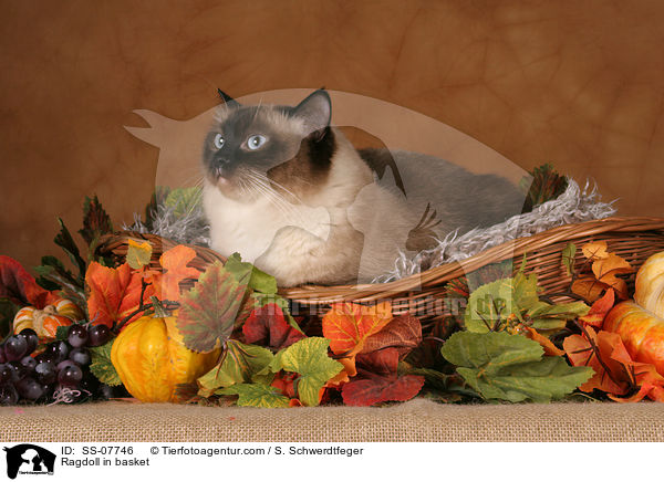 Ragdoll im Krbchen / Ragdoll in basket / SS-07746