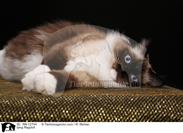 liegende Ragdoll / lying Ragdoll / RR-12744