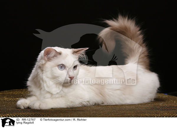 liegende Ragdoll / lying Ragdoll / RR-12767