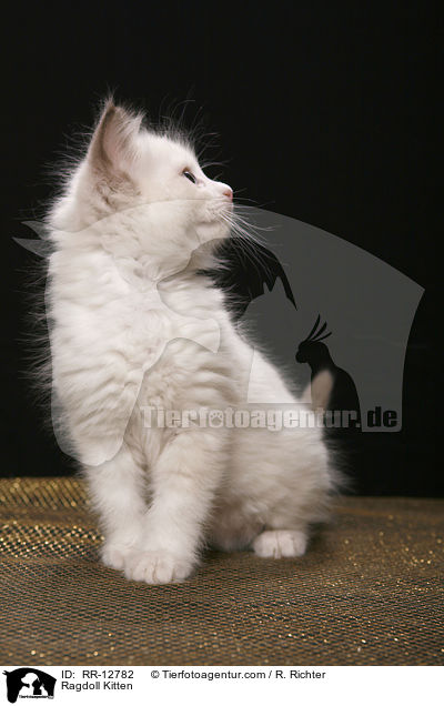 Ragdoll Ktzchen / Ragdoll Kitten / RR-12782